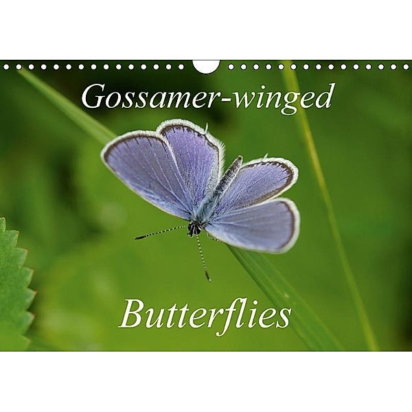 Gossamer-winged Butterflies (Wall Calendar 2017 DIN A4 Landscape), Ulrike Schaefer