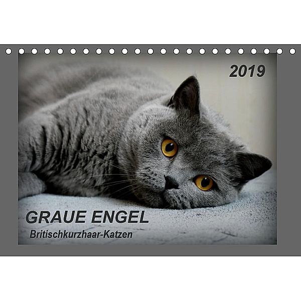 GRAUE ENGEL Britischkurzhaar-Katzen (Tischkalender 2019 DIN A5 quer), Jacky-fotos