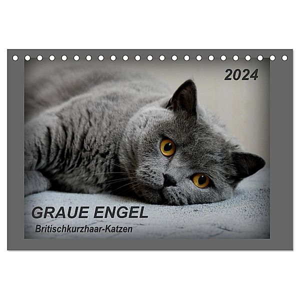 GRAUE ENGEL Britischkurzhaar-Katzen (Tischkalender 2024 DIN A5 quer), CALVENDO Monatskalender, Jacky-fotos