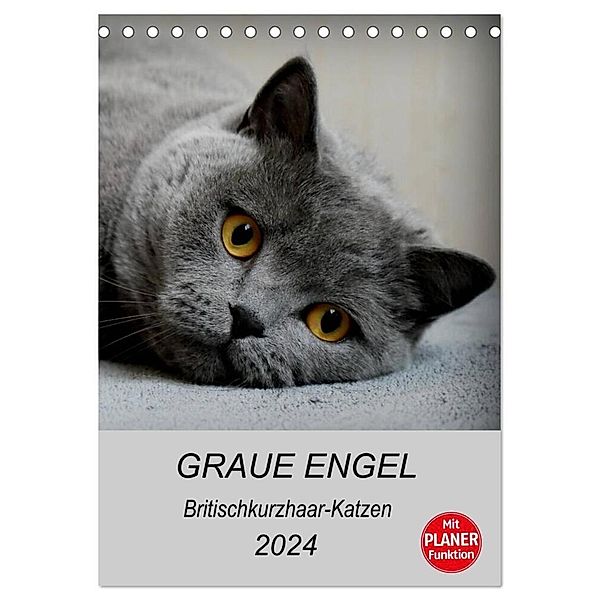 Graue Engel - Britischkurzhaar-Katzen (Tischkalender 2024 DIN A5 hoch), CALVENDO Monatskalender, Jacqueline Brumma / Jacky-fotos