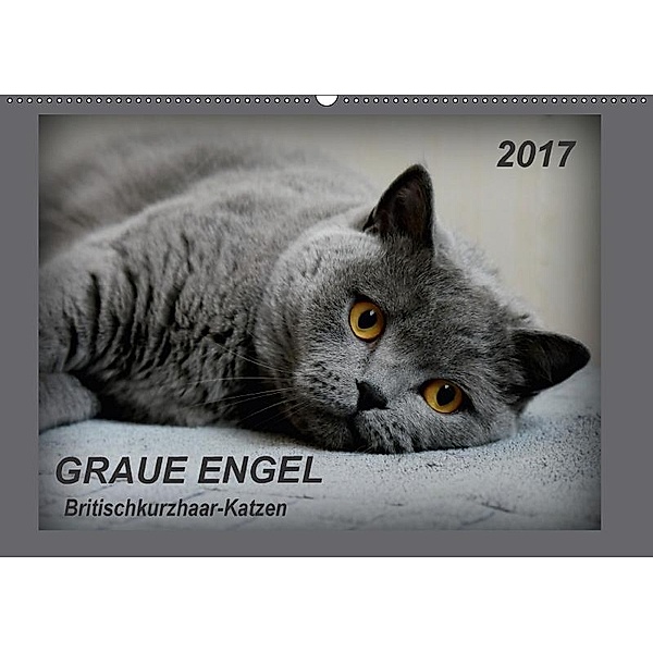 GRAUE ENGEL Britischkurzhaar-Katzen (Wandkalender 2017 DIN A2 quer), Jacky-fotos