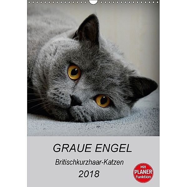 Graue Engel - Britischkurzhaar-Katzen (Wandkalender 2018 DIN A3 hoch) Dieser erfolgreiche Kalender wurde dieses Jahr mit, Jacqueline Brumma