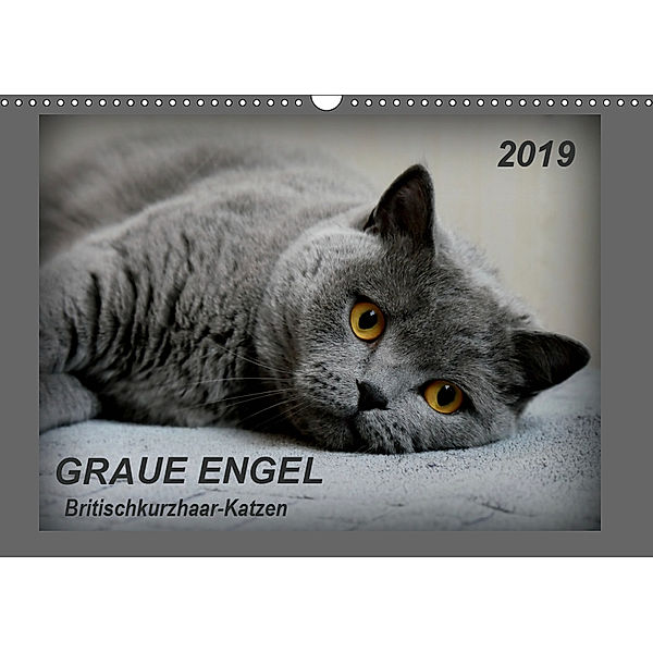 GRAUE ENGEL Britischkurzhaar-Katzen (Wandkalender 2019 DIN A3 quer), Jacky-fotos