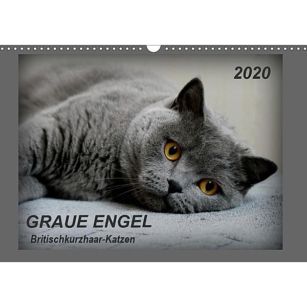 GRAUE ENGEL Britischkurzhaar-Katzen (Wandkalender 2020 DIN A3 quer)