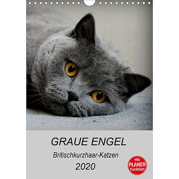 Graue Engel - Britischkurzhaar-Katzen (Wandkalender 2020 DIN A4 hoch), Jacqueline Brumma
