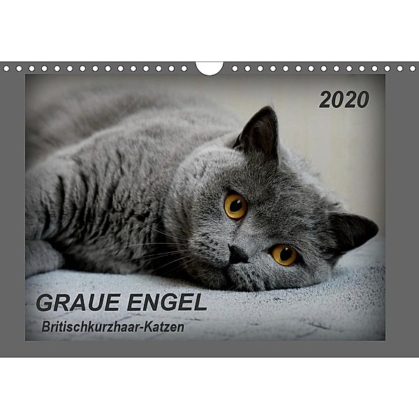 GRAUE ENGEL Britischkurzhaar-Katzen (Wandkalender 2020 DIN A4 quer)