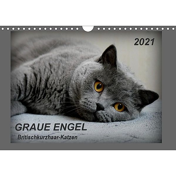 GRAUE ENGEL Britischkurzhaar-Katzen (Wandkalender 2021 DIN A4 quer), Jacky-fotos