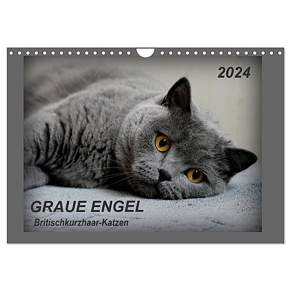 GRAUE ENGEL Britischkurzhaar-Katzen (Wandkalender 2024 DIN A4 quer), CALVENDO Monatskalender, Jacky-fotos