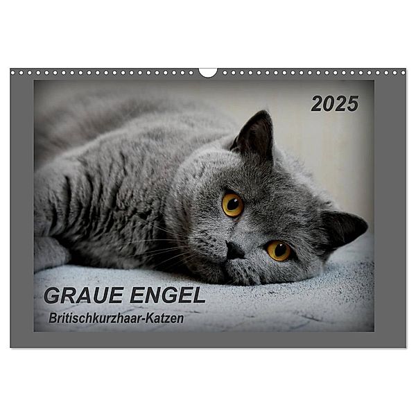 GRAUE ENGEL Britischkurzhaar-Katzen (Wandkalender 2025 DIN A3 quer), CALVENDO Monatskalender, Calvendo, Jacky-fotos