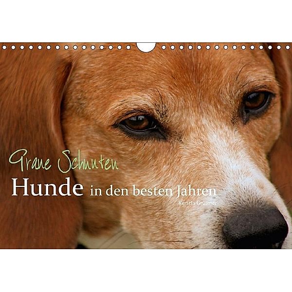 Graue Schnuten - Hunde in den besten Jahren (Wandkalender 2017 DIN A4 quer), Kerstin Grüttner