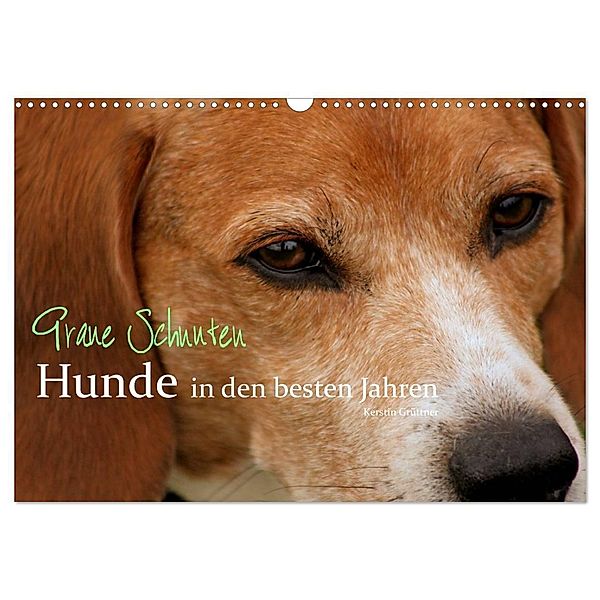 Graue Schnuten - Hunde in den besten Jahren (Wandkalender 2024 DIN A3 quer), CALVENDO Monatskalender, Kerstin Grüttner