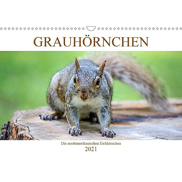 Grauhörnchen. Die nordamerikanischen Eichhörnchen. (Wandkalender 2021 DIN A3 quer), pixs:sell@fotolia, pixs:sell@Adobe Stock
