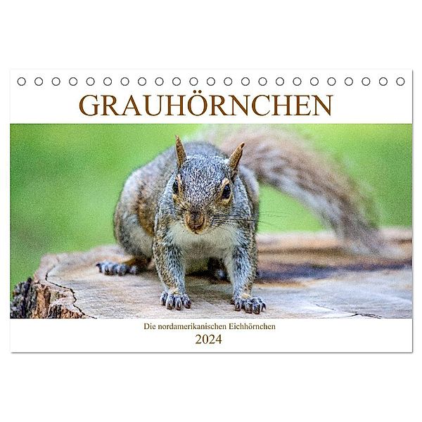 Grauhörnchen-Die nordamerikanischen Eichhörnchen (Tischkalender 2024 DIN A5 quer), CALVENDO Monatskalender, pixs:sell@fotolia; pixs:sell@Adobe Stock