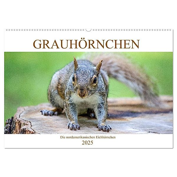 Grauhörnchen-Die nordamerikanischen Eichhörnchen (Wandkalender 2025 DIN A2 quer), CALVENDO Monatskalender, Calvendo, pixs:sell@fotolia; pixs:sell@Adobe Stock