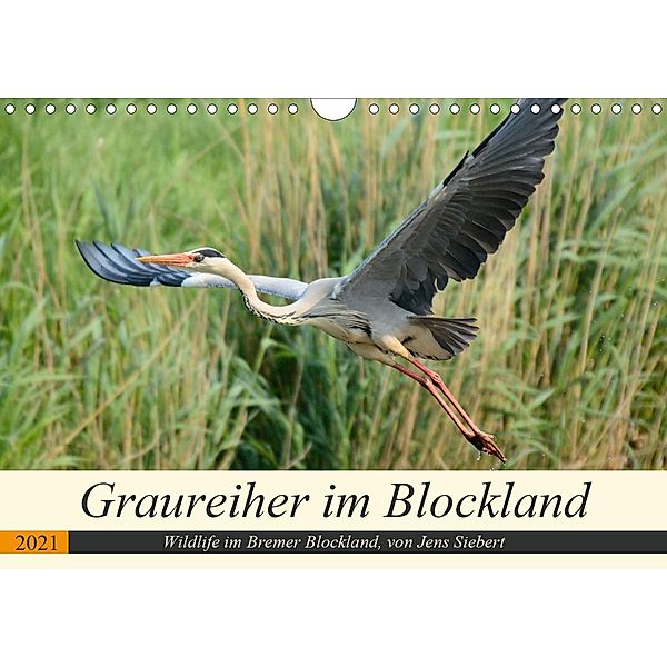 Graureiher im Blockland (Wandkalender 2021 DIN A4 quer), Jens Siebert