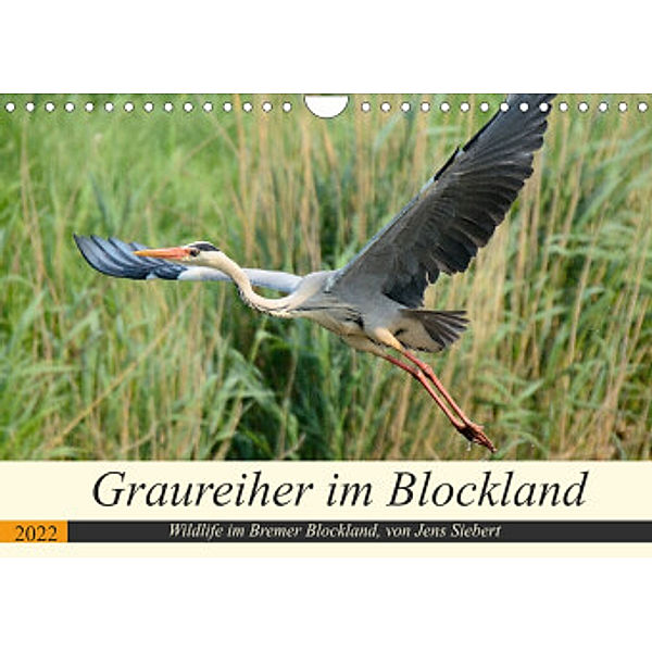 Graureiher im Blockland (Wandkalender 2022 DIN A4 quer), Jens Siebert