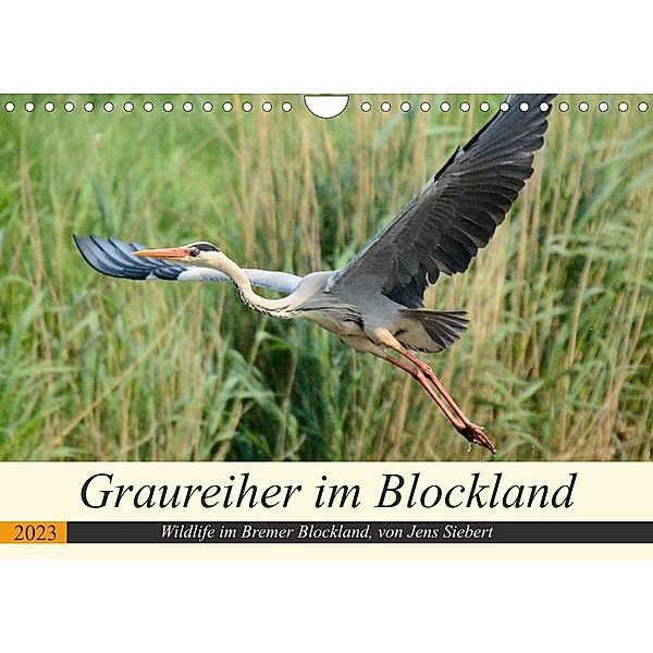 Graureiher im Blockland (Wandkalender 2023 DIN A4 quer), Jens Siebert