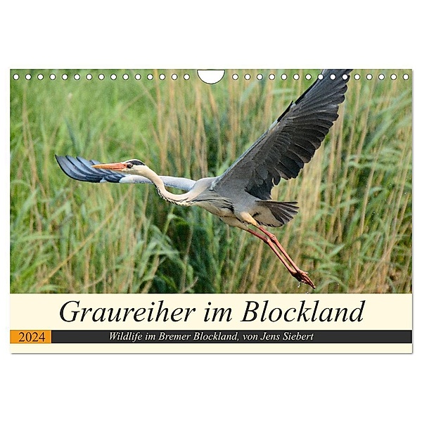 Graureiher im Blockland (Wandkalender 2024 DIN A4 quer), CALVENDO Monatskalender, Jens Siebert