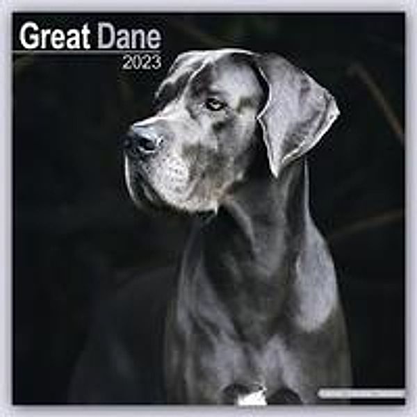 Great Dane - Dänische Dogge 2023 - 16-Monatskalender, Avonside Publishing Ltd