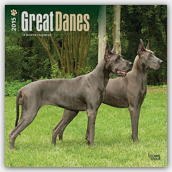 Great Danes 2015 - Dänische Doggen