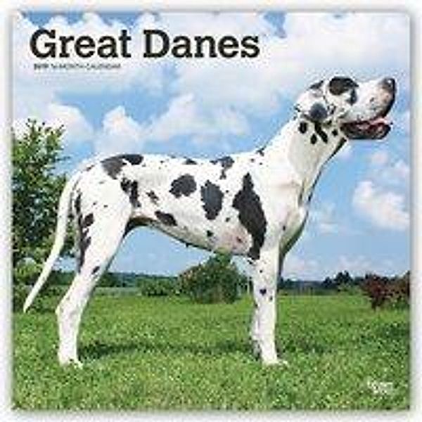 Great Danes International Edition 2019 Square Wall Calendar