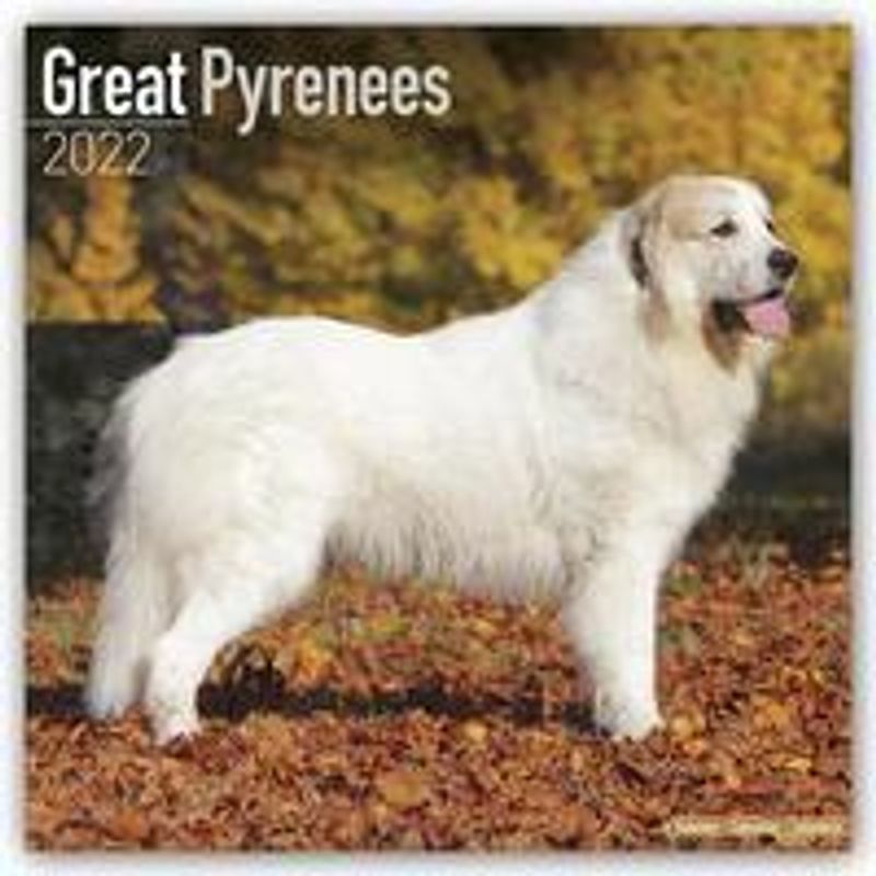 Great Pyrenees - Pyrenäenhunde 2022 - 16-Monatskalender - Kalender bestellen