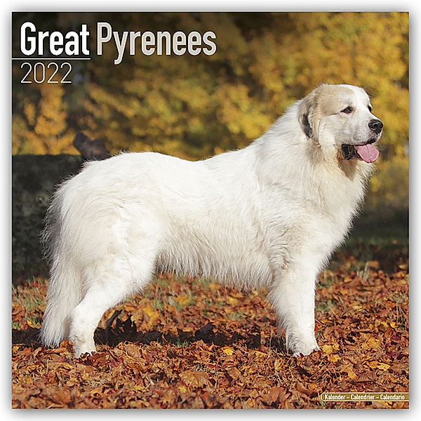 Great Pyrenees - Pyrenäenhunde 2022 - 16-Monatskalender, Avonside Publishing Ltd