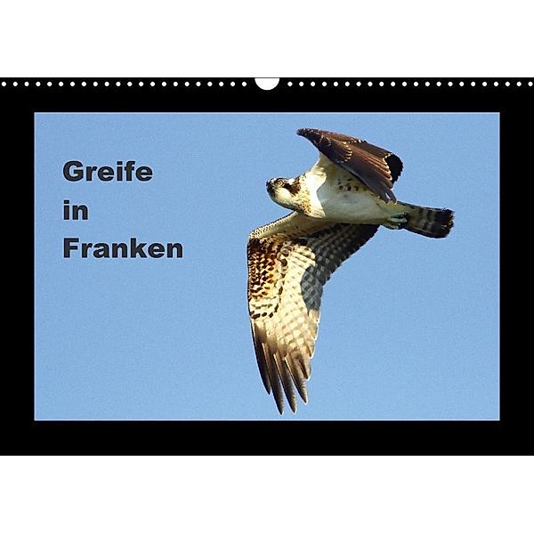 Greife in Franken (Wandkalender 2017 DIN A3 quer), Günter Bachmeier