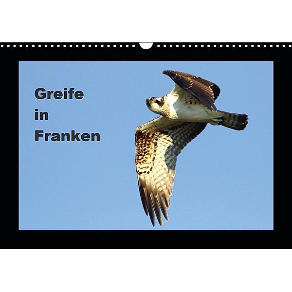 Greife in Franken (Wandkalender 2021 DIN A3 quer), Günter Bachmeier