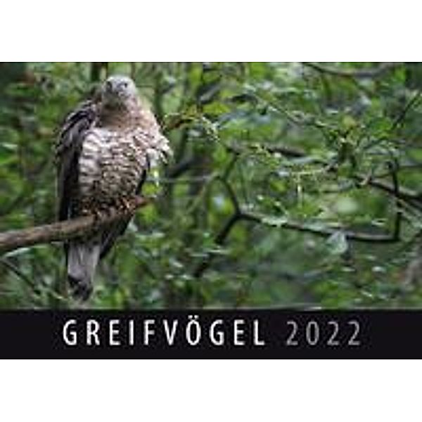 Greifvögel 2022