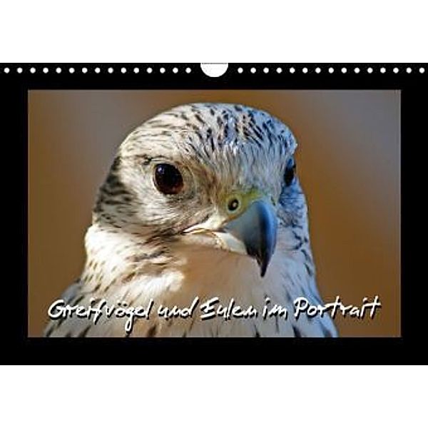 Greifvögel und Eulen im Portrait (Wandkalender 2016 DIN A4 quer), Stoerti-md