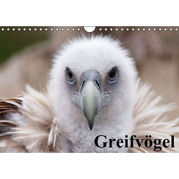 Greifvögel (Wandkalender 2015 DIN A4 quer), Elisabeth Stanzer