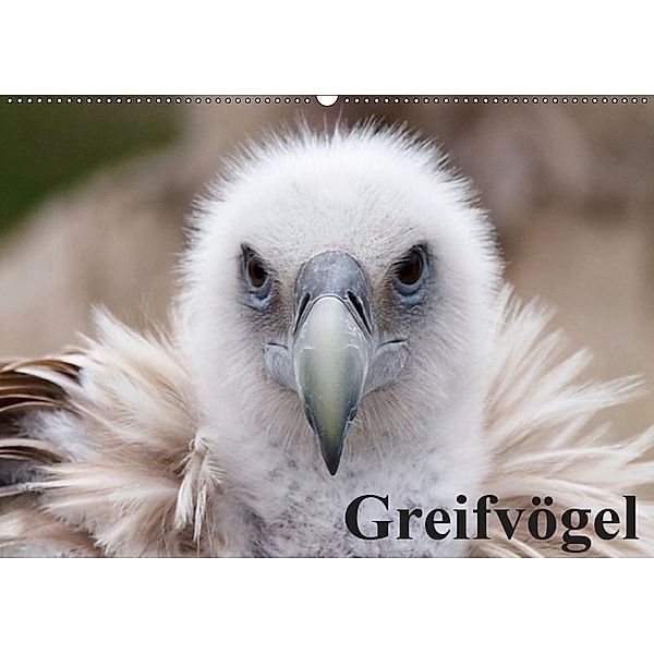 Greifvögel (Wandkalender 2019 DIN A2 quer), Elisabeth Stanzer