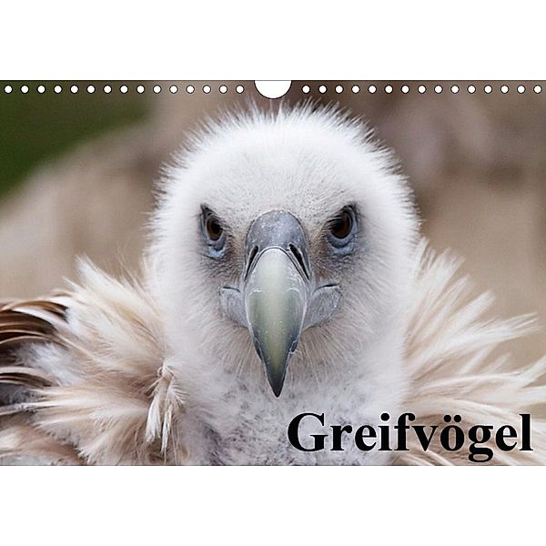 Greifvögel (Wandkalender 2020 DIN A4 quer), Elisabeth Stanzer