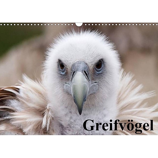 Greifvögel (Wandkalender 2023 DIN A3 quer), Elisabeth Stanzer