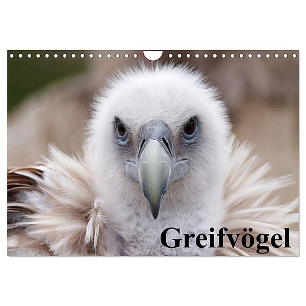 Greifvögel (Wandkalender 2024 DIN A4 quer), CALVENDO Monatskalender, Elisabeth Stanzer