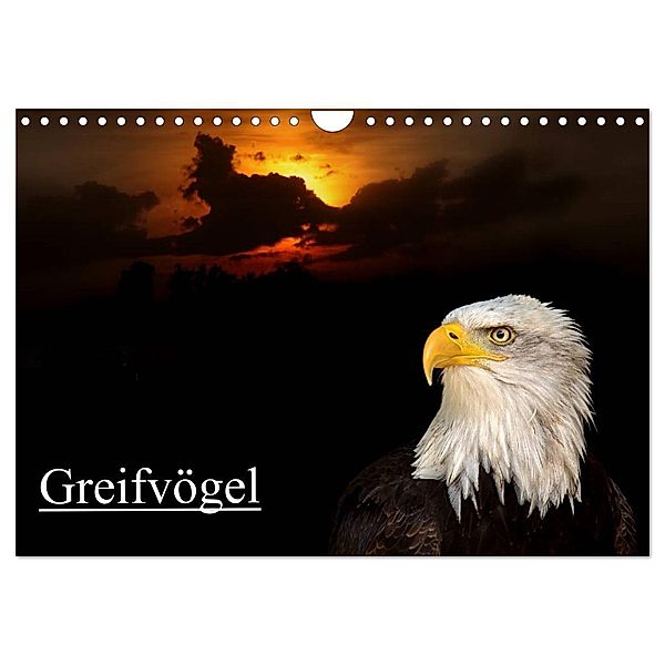 Greifvögel (Wandkalender 2024 DIN A4 quer), CALVENDO Monatskalender, Arno Klatt