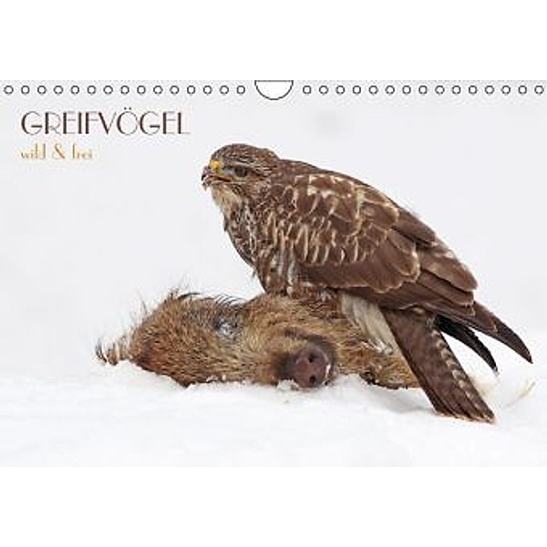 GREIFVÖGEL wild & frei (Wandkalender 2015 DIN A4 quer), Wolfgang Brandmeier