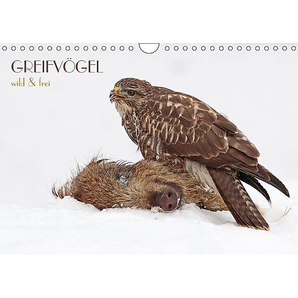 GREIFVÖGEL wild & frei (Wandkalender 2017 DIN A4 quer), Wolfgang Brandmeier