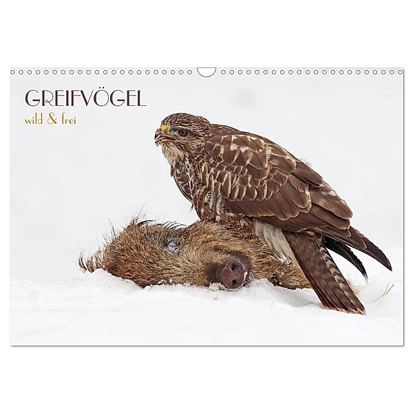 GREIFVÖGEL wild & frei (Wandkalender 2024 DIN A3 quer), CALVENDO Monatskalender, Wolfgang Brandmeier