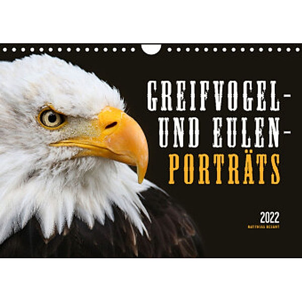 GREIFVOGEL- UND EULENPORTRÄTS (Wandkalender 2022 DIN A4 quer), Matthias Besant