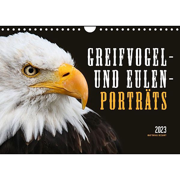 GREIFVOGEL- UND EULENPORTRÄTS (Wandkalender 2023 DIN A4 quer), Matthias Besant