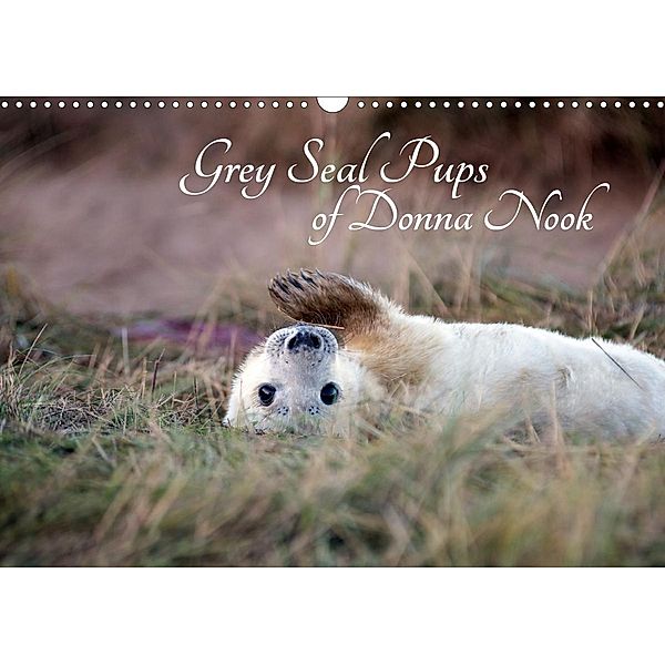 Grey Seal Pups of Donna Nook (Wall Calendar 2021 DIN A3 Landscape), Wendy Thompson-Moon