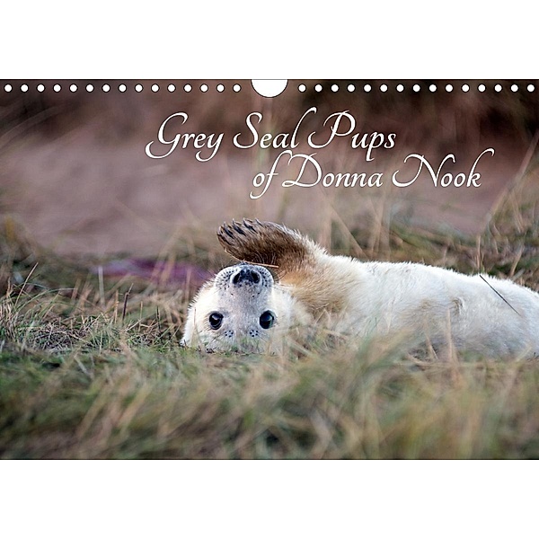 Grey Seal Pups of Donna Nook (Wall Calendar 2021 DIN A4 Landscape), Wendy Thompson-Moon