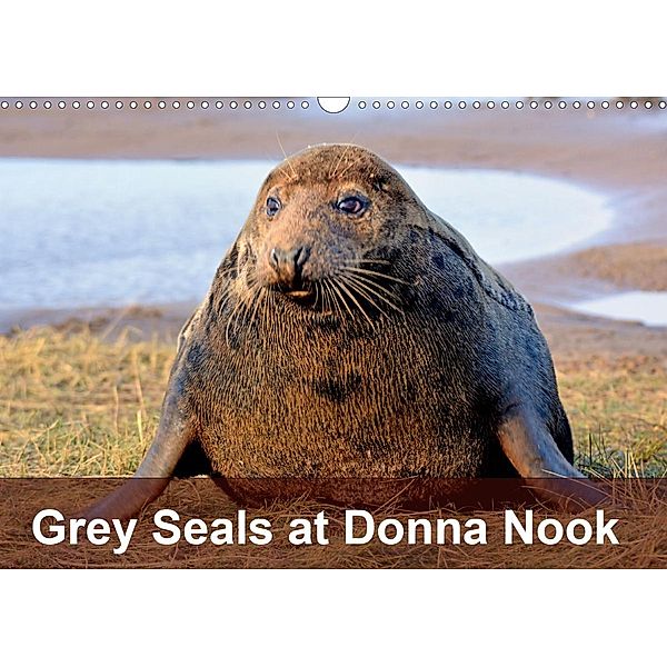 Grey Seals at Donna Nook (Wall Calendar 2021 DIN A3 Landscape), N N