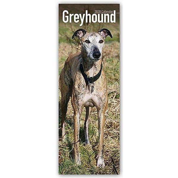 Greyhound 2020, Avonside Publishing Ltd