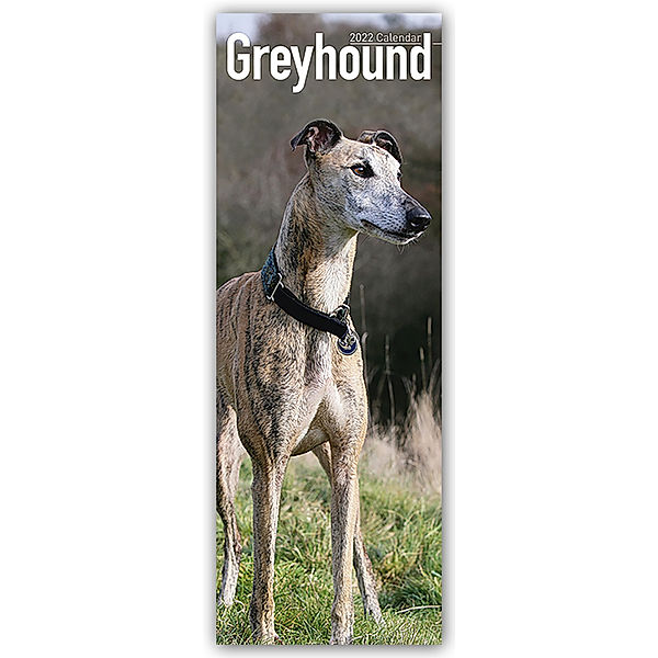 Greyhound 2022, Avonside Publishing Ltd