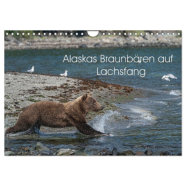 Grizzlybären im Katmai Nationalpark Alaska (Wandkalender 2024 DIN A4 quer), CALVENDO Monatskalender, Photo4emotion.com