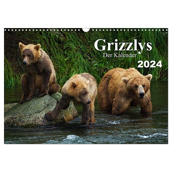 Grizzlys - Der Kalender CH-Version (Wandkalender 2024 DIN A3 quer), CALVENDO Monatskalender, Max Steinwald