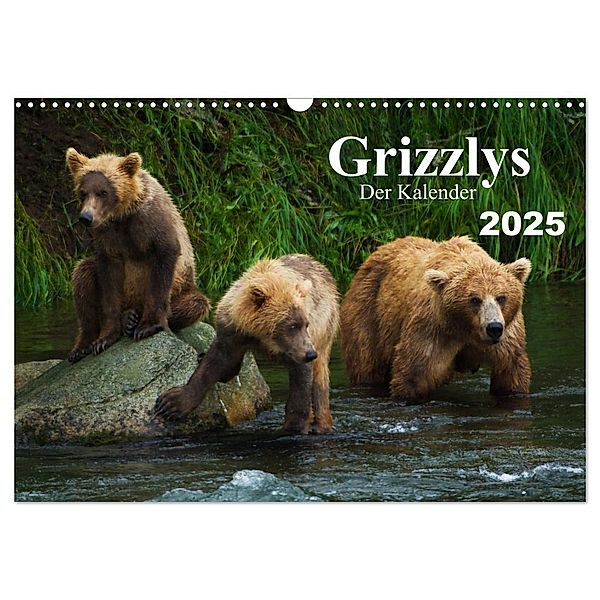 Grizzlys - Der Kalender CH-Version (Wandkalender 2025 DIN A3 quer), CALVENDO Monatskalender, Calvendo, Max Steinwald